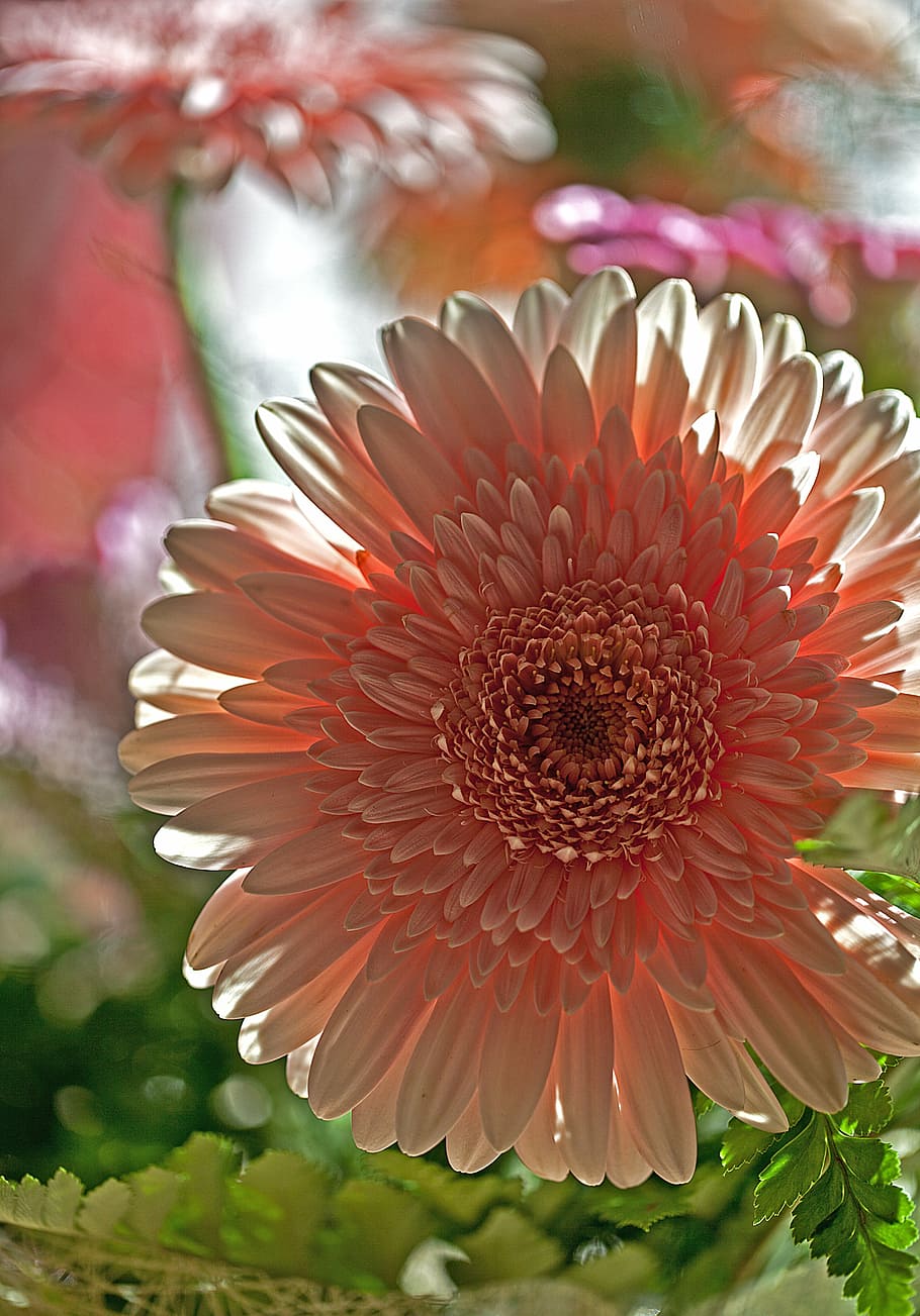 gerbera, flower, plant, flora, nature, cut flower, decorative flower HD wallpaper