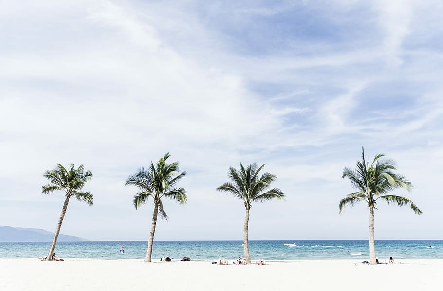 green coconut trees under blue and white cloudy sky, three coconut palm tree near body of water HD wallpaper