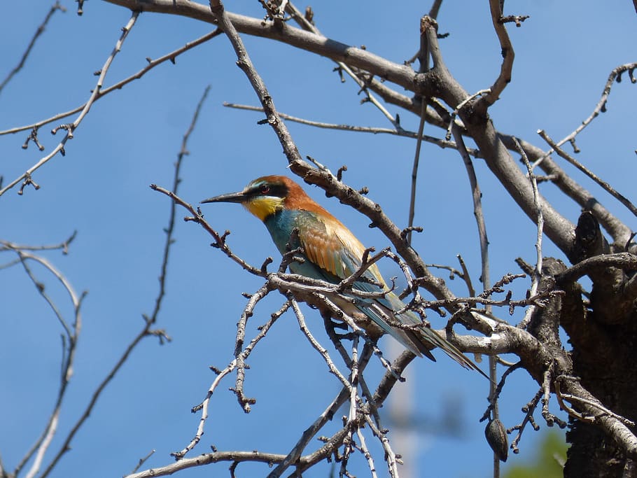 bird, bee-eater, almond tree, abellerol, merops apiaster, branch HD wallpaper