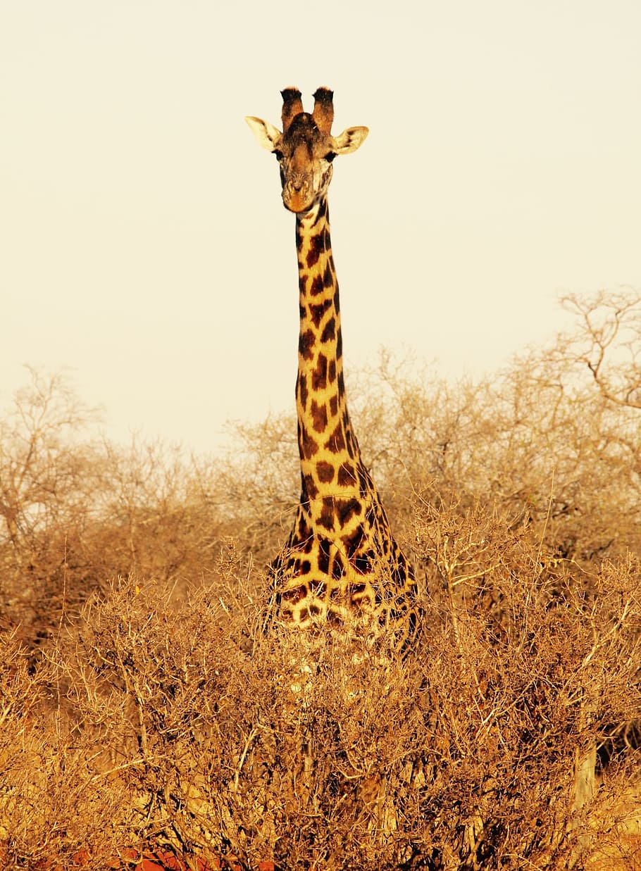 Giraffe, Kenya, Tsavo West National Park, animal wildlife, animals in the wild, HD wallpaper