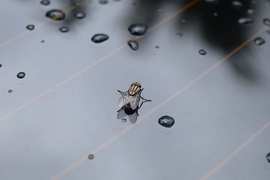 fly, insect, bug, wildlife, small, nature, animal, sport, winter sport HD wallpaper