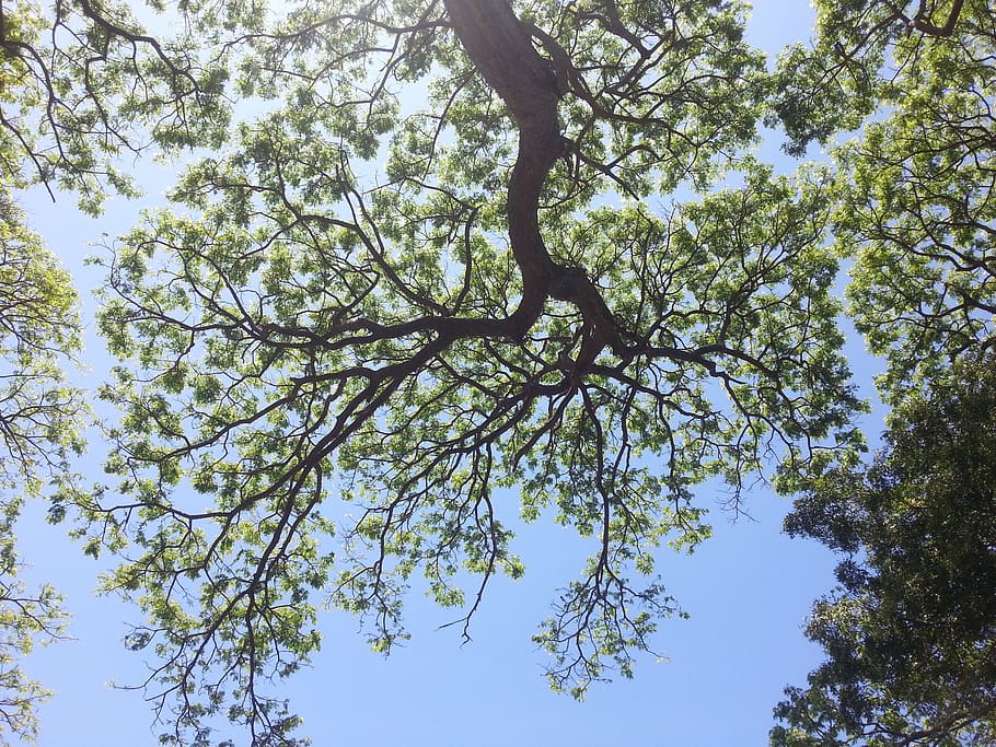 tree, nature, sky, green, environment, park, forest, natural HD wallpaper