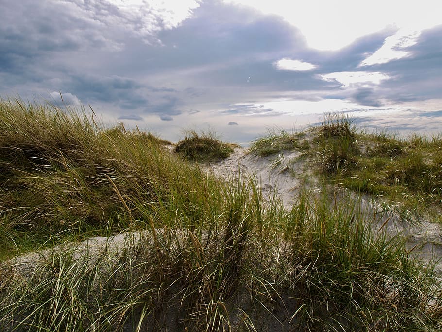 dune, grass, sky, denmark, mood, quiet, landscape, plant, growth HD wallpaper