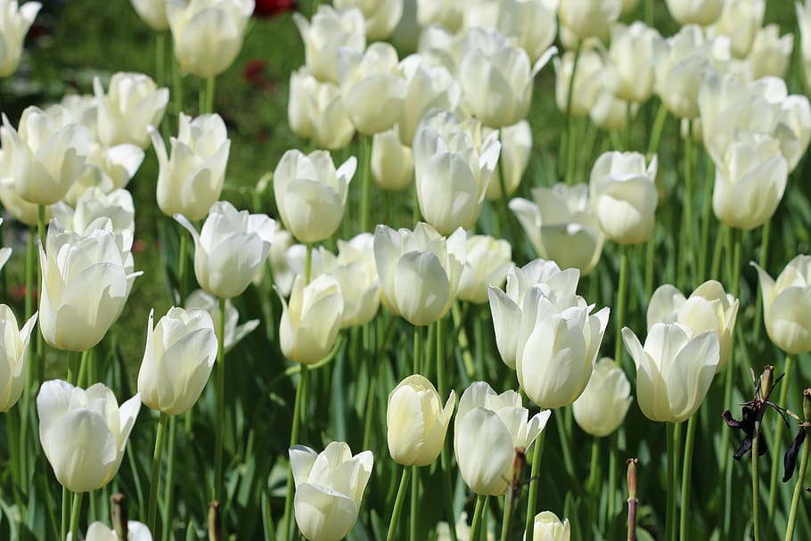 Tulips, White, Pink, Yellow, Flower, plant, nature, flowers HD wallpaper