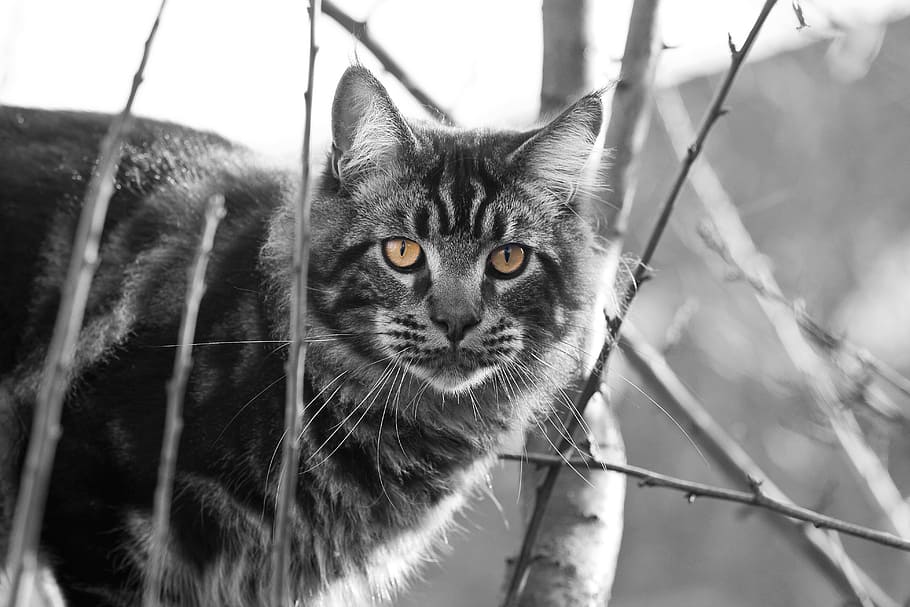cat, mainecoon, tree, eyes, cat portrait, mackerel, contrast, HD wallpaper