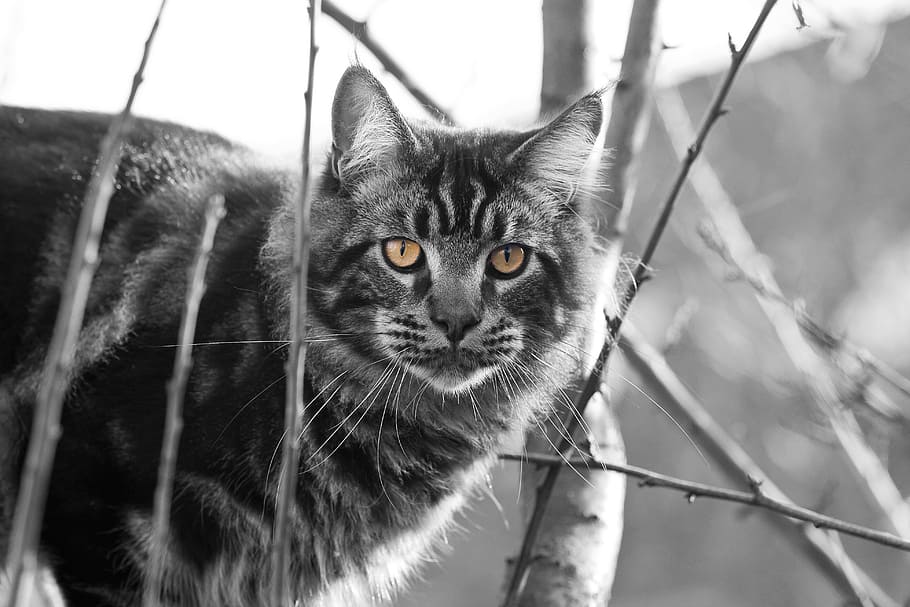 cat, mainecoon, tree, eyes, cat portrait, mackerel, contrast HD wallpaper