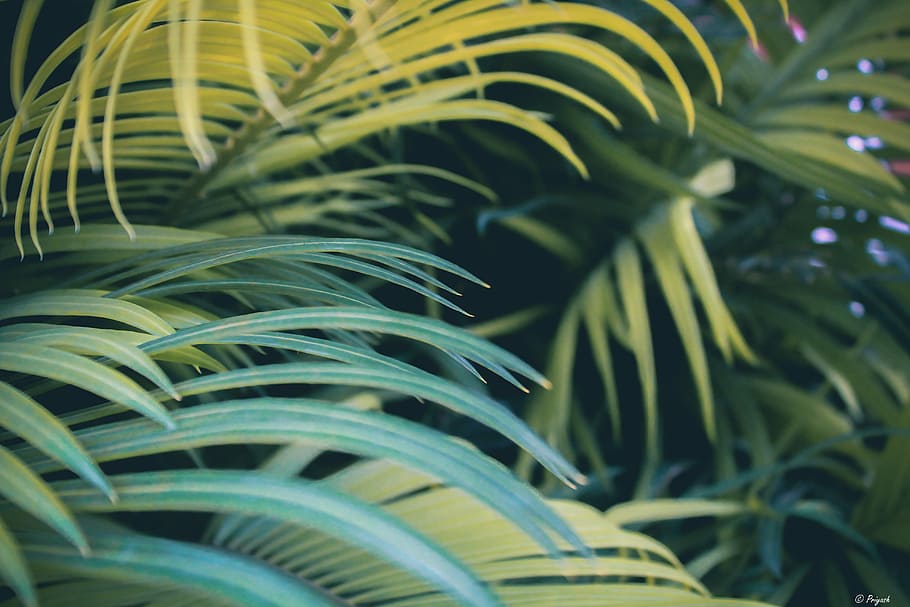 shallow focus photography of green leafed tree, closeup photography of green leaf plants HD wallpaper