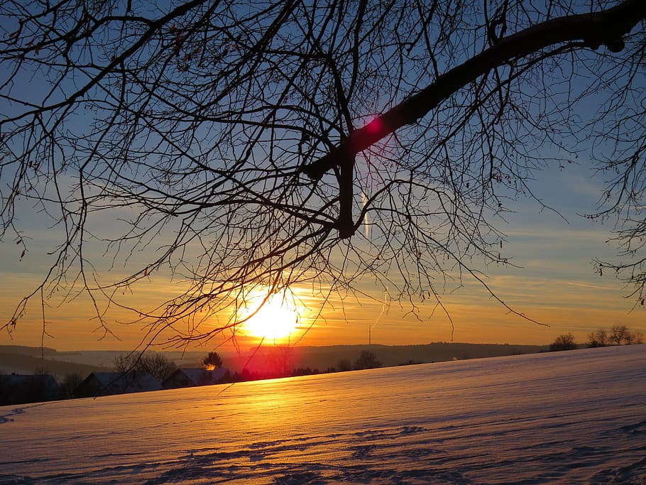 tree, branch, sunset, wintry, fields, snowy, winter, cold, aesthetic