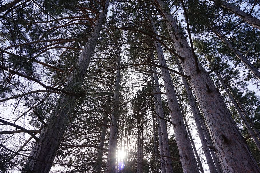 nature, ottawa, outdoor, spring, tree, plant, low angle view HD wallpaper