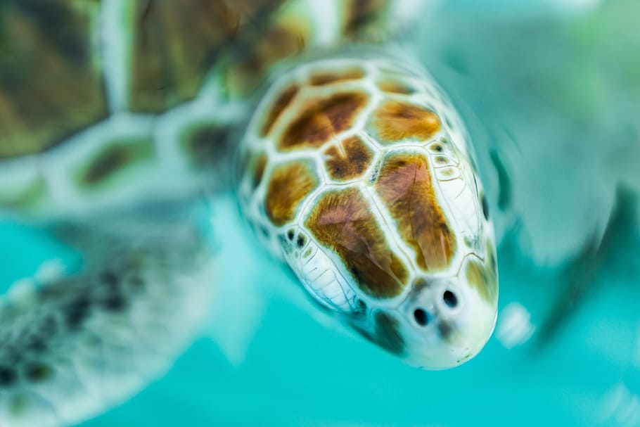 underwater photography of brown sea turtle, macro shot photography of sea turtle HD wallpaper