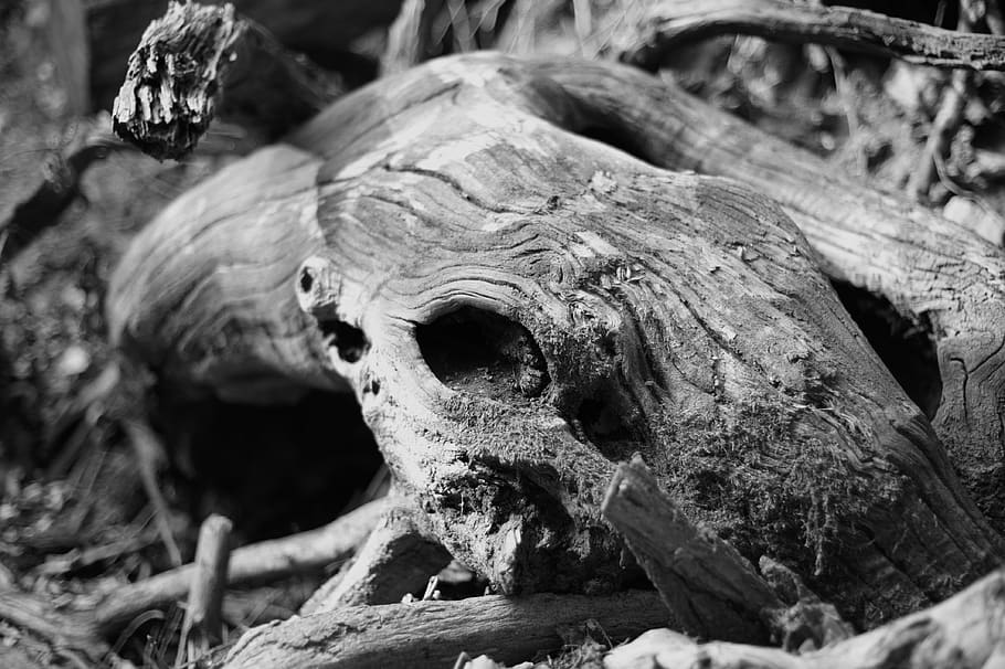 trunk, tree, elephant, imitation, eye, nature, black and white HD wallpaper