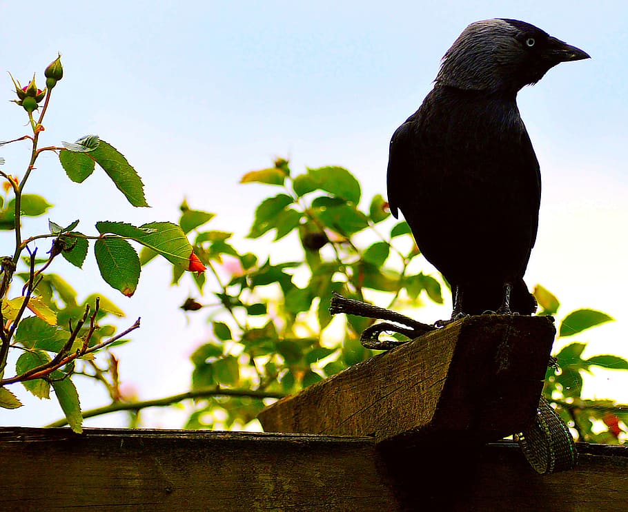 Jackdaw, Black, Birds, Raven, raven bird, corvidae, corvus monedula, HD wallpaper