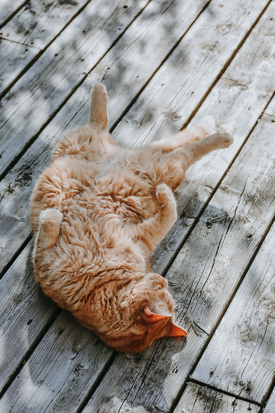 brown cat lying gray wooden plank, orange tabby cat lying on brown plank HD wallpaper