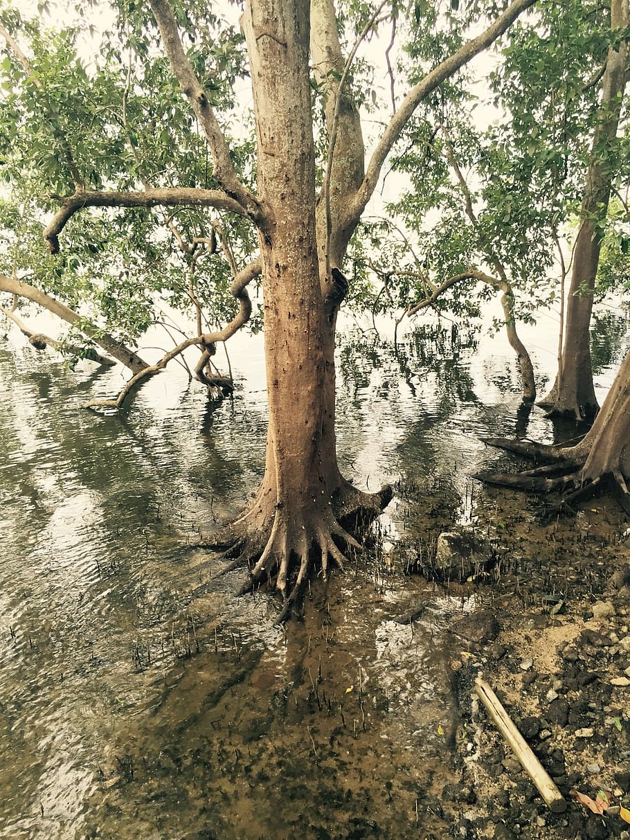 mangrove, swamp, nature, tree, tropical, ecosystem, coast, forest HD wallpaper