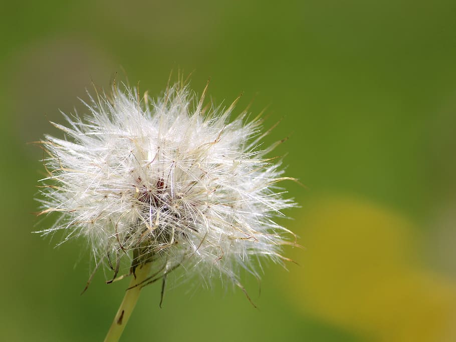 dandelion, fluff, natural, plant, airy, species, flower, close-up HD wallpaper