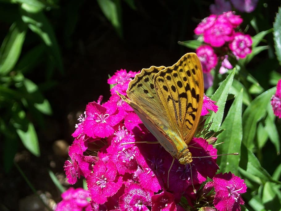 spring, butterfly, flowers, nature, insect, beauty, spring nature HD wallpaper