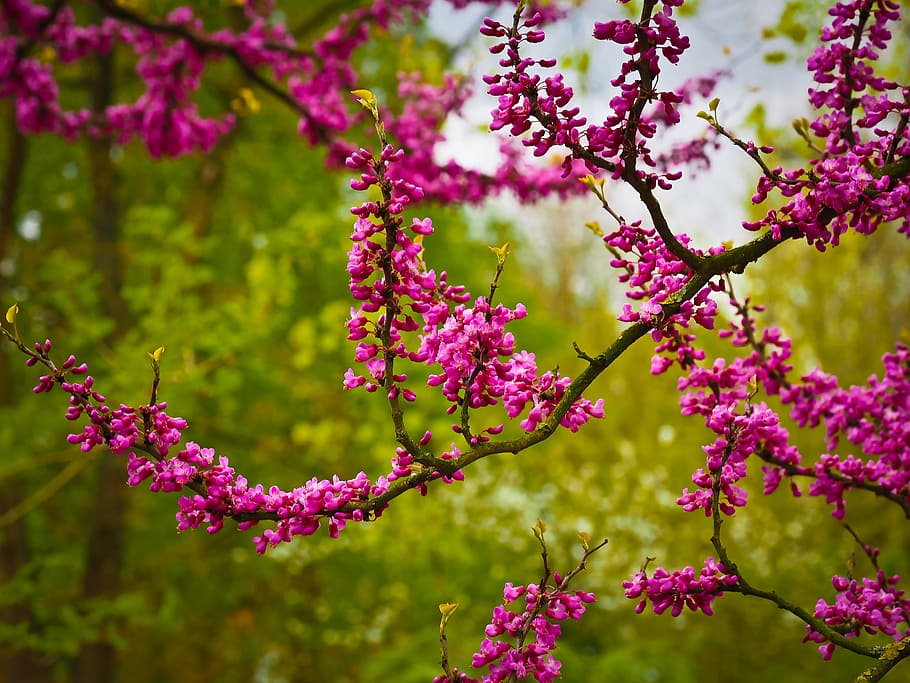 shallow focus photography of purple leafed plant, chinese judas tree