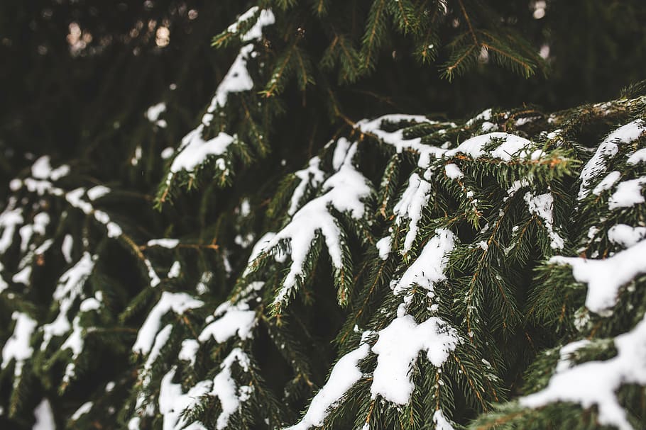spurce, evergreen, tree, snow, winter, branch, branches, nature HD wallpaper