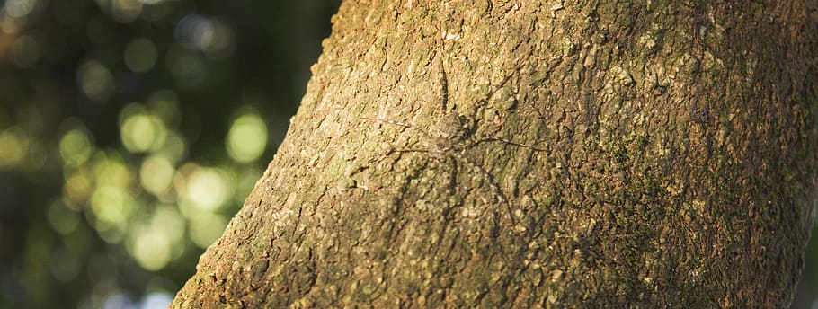 Spider, Tree, Nature, forest, tree Trunk, plant, green Color HD wallpaper
