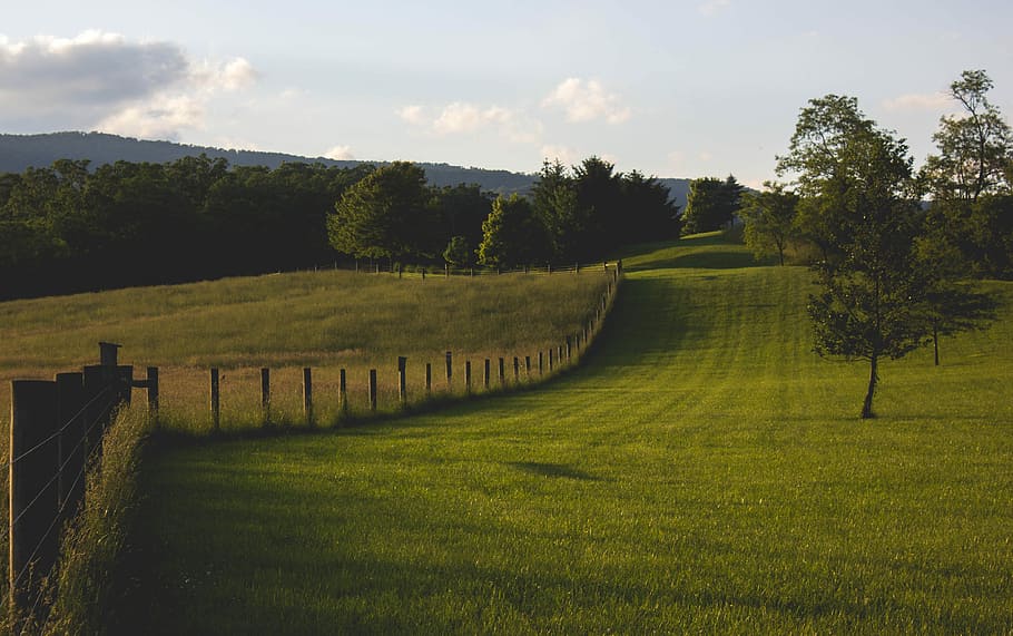 landscape photography of green field with fence, green grass field with green leafed trees HD wallpaper