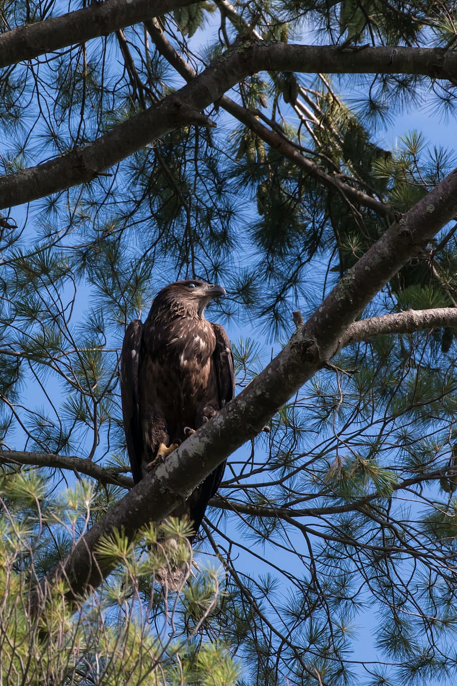 eagle, bird, nature, hawk, predator, wildlife, silhouette, tree HD wallpaper