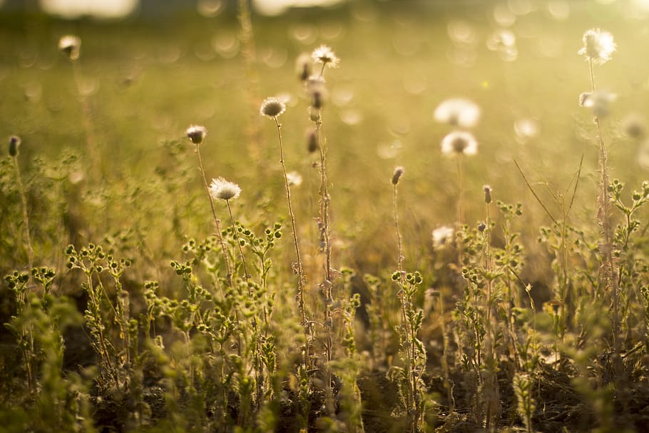 yellow, sunflower, twilight, plant, growth, beauty in nature HD wallpaper
