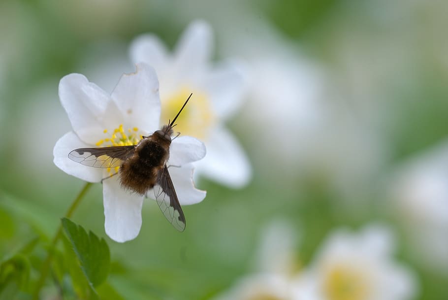 bombyliidae, fly, insect, wing, macro, nature, close, flowers HD wallpaper