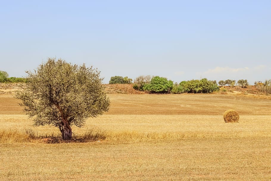 Tree, Hay, Land, Landscape, Countryside, straw, nature, field HD wallpaper