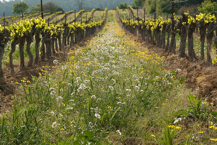 blooming white and yellow flowers, vine, vineyard, culture HD wallpaper