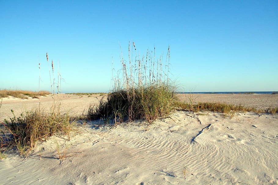 seascape, sea oats, ocean, sand, florida, grass, dune, coastal