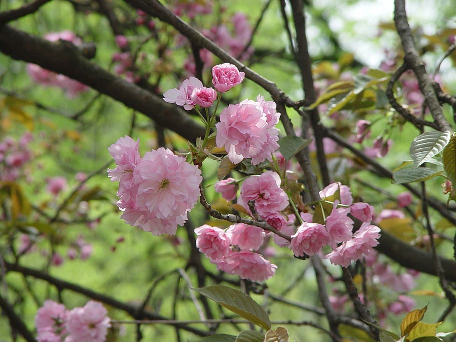 tree, flower, spring, vernal, pink, pink flower, blossoming cherry HD wallpaper