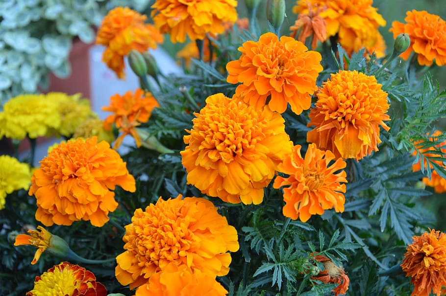 flower, nature, orange, blooming, colorful flowers, spring HD wallpaper