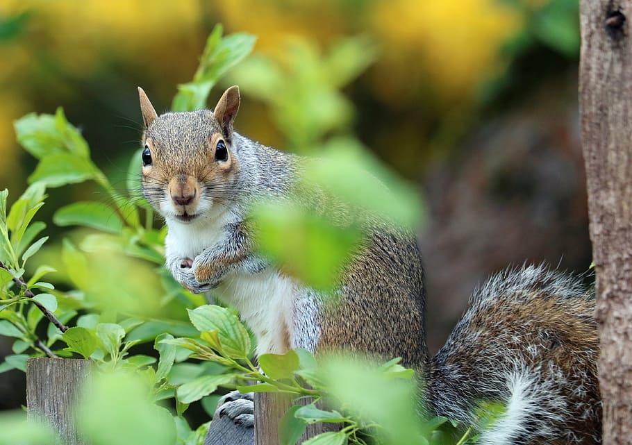 brown squirrel on green plant, grey, fur, cute, mammal, rodent HD wallpaper