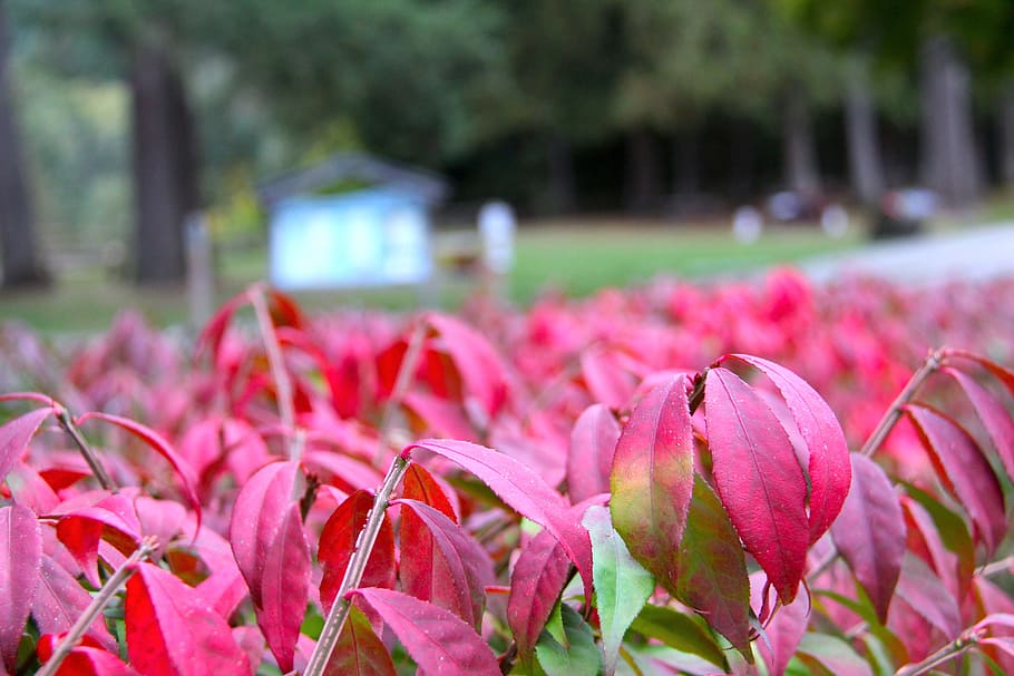 fall, autumn, nature, park, season, red, outdoor, leaf, leaves HD wallpaper