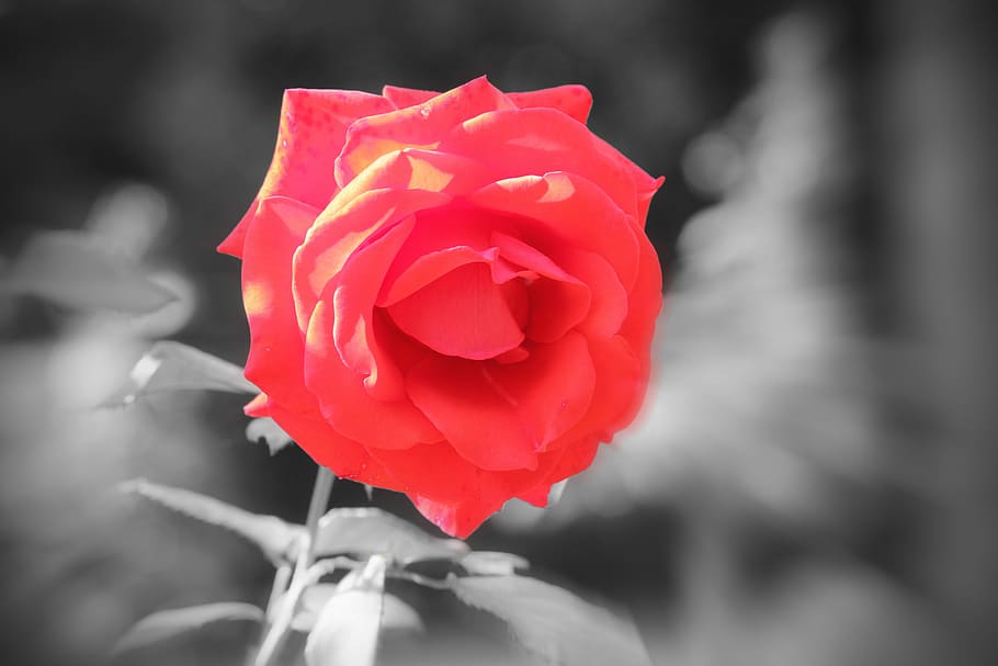 Rose, Red, Flower, Red Roses, Love, romance, romantic, blossom HD wallpaper