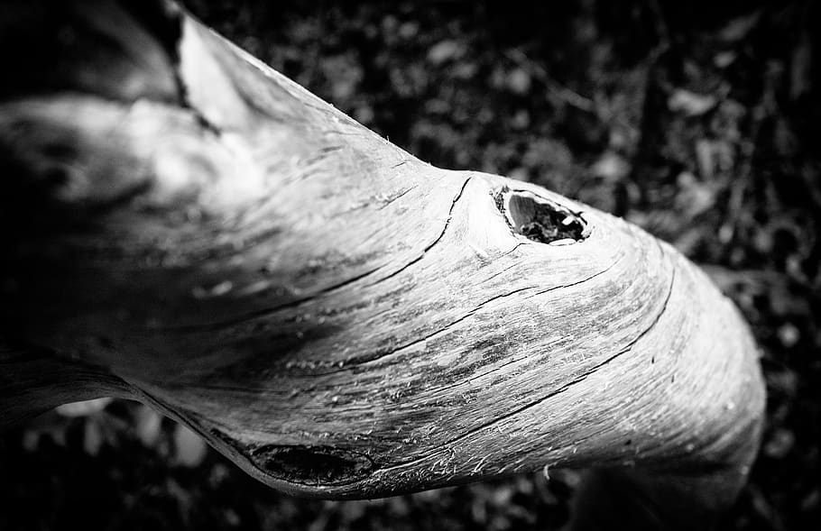 tree, bark, tree trunk, wood, texture, close-up, animal wildlife HD wallpaper