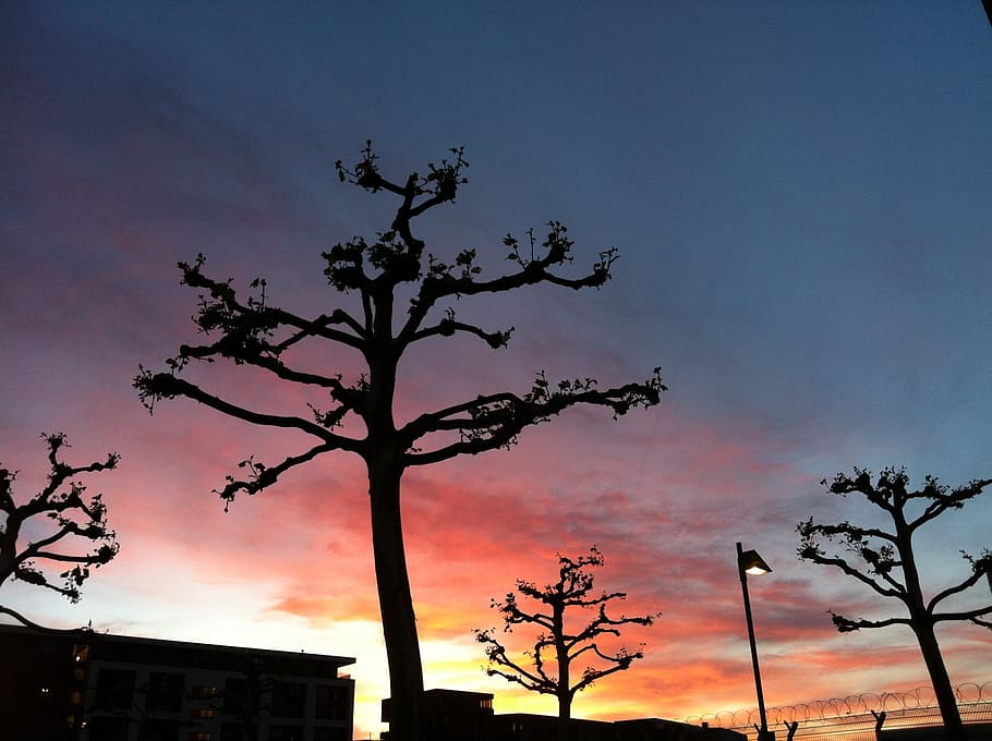 sunset, plane trees, sky, clouds, silhouette, plant, nature HD wallpaper