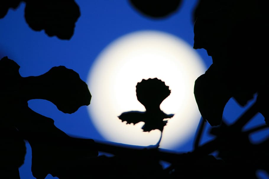 full moon, sky, blue, evening, light, bright, leaf, silhouette HD wallpaper