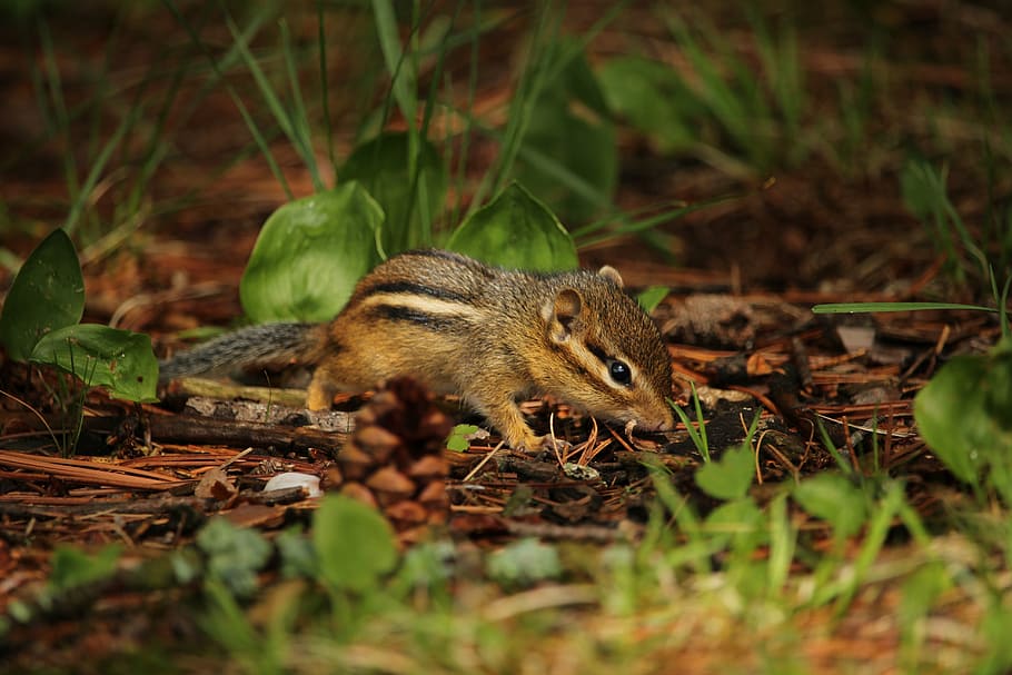 brown and black squirrel on ground, chipmunk, small, rodent HD wallpaper