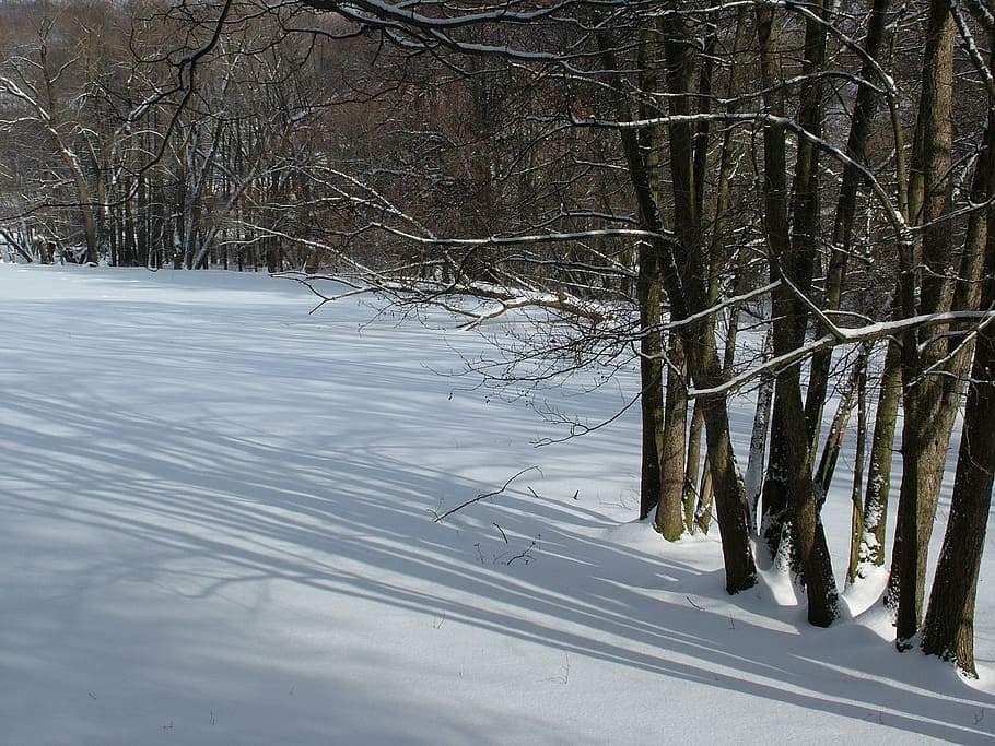 winter, trees, light shadow, snow, cold temperature, land, plant HD wallpaper