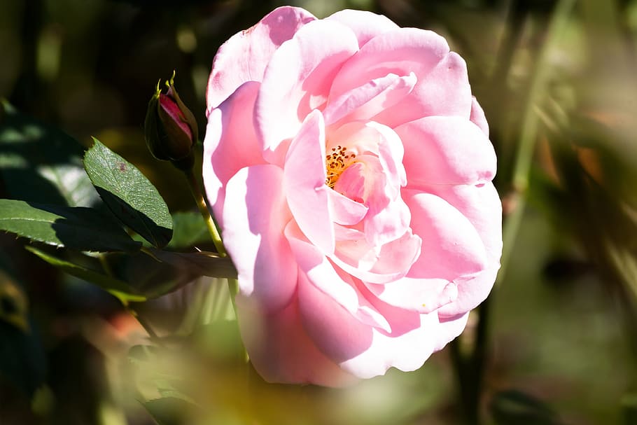 rose, composites, flowers, summer, nature, plant, green, pastellfarben HD wallpaper