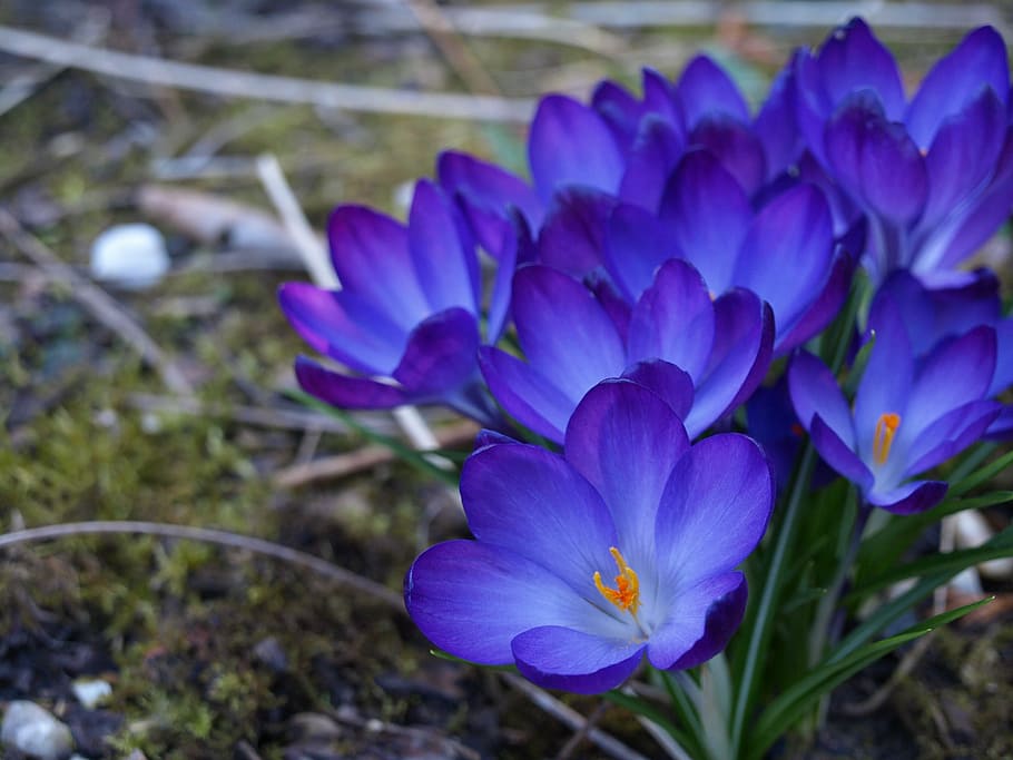 purple petaled flowers, crocus, spring, flowering plant, beauty in nature HD wallpaper