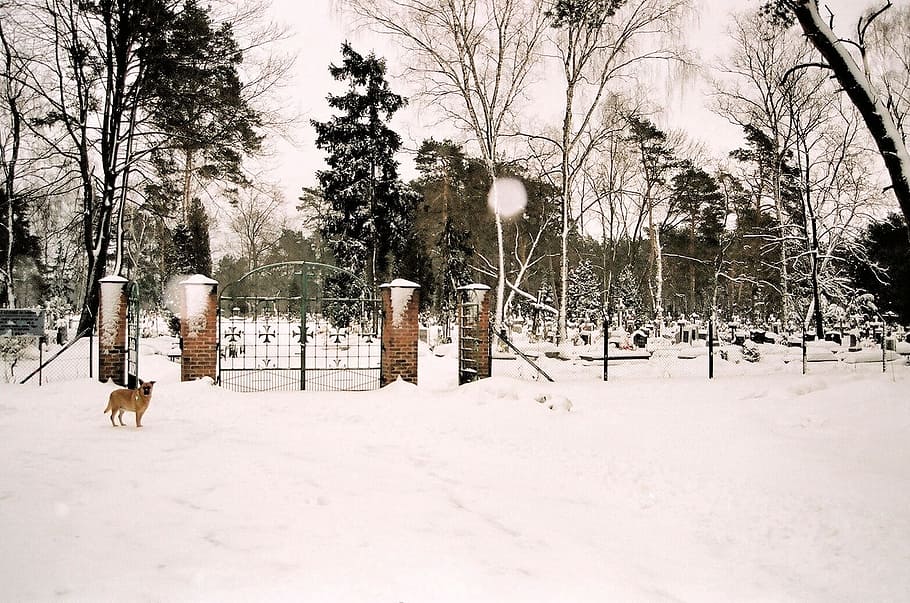 Cemetery, Winter, Graveyard, graves, headstones, funeral, burial HD wallpaper