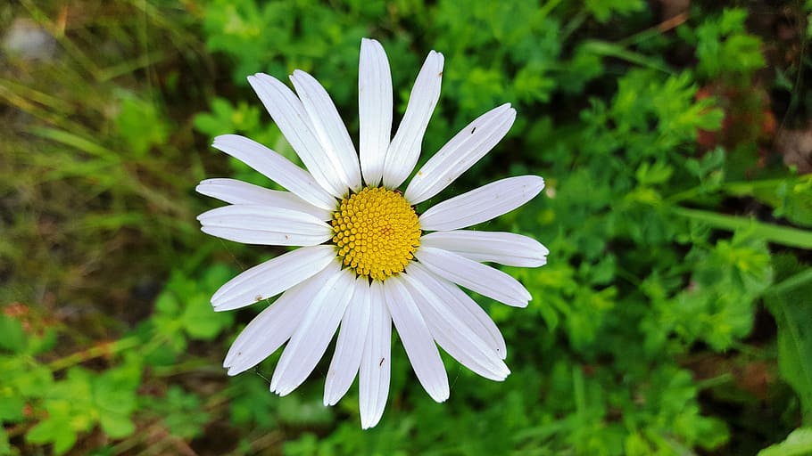 flower, garden, white, summer, blossom, bloom, nature, flowering plant HD wallpaper