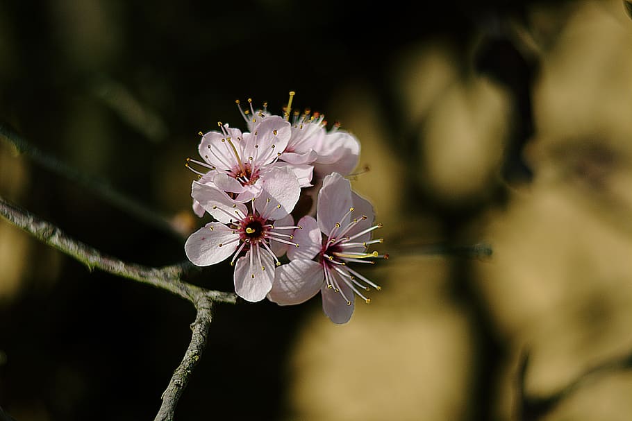 flowers, tree, blossom, spring, pink, nature, plant, fragility HD wallpaper