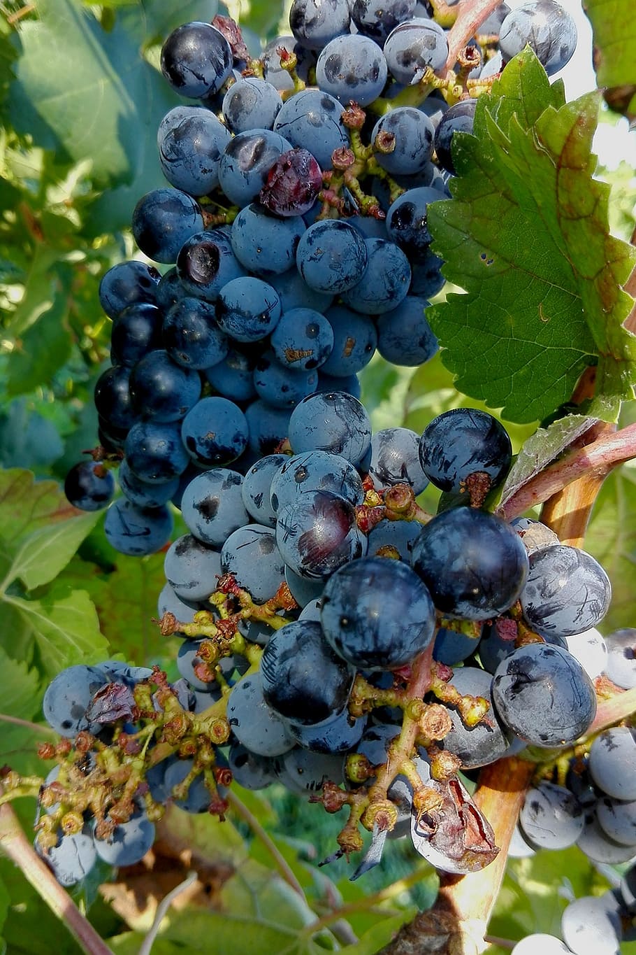 grapes, acini, bunch, fruit, healthy eating, food and drink HD wallpaper