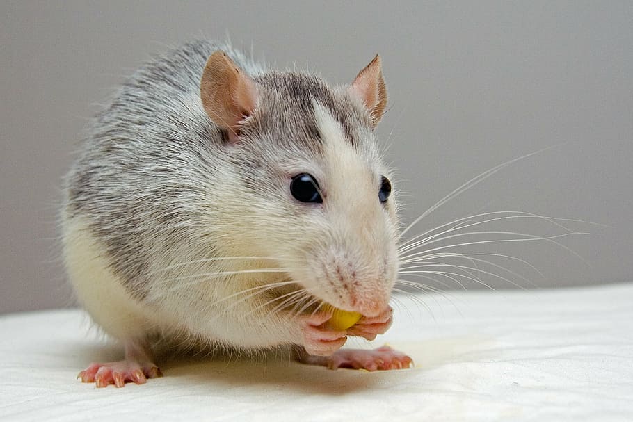brown and white rodent holding food standing on white textile HD wallpaper