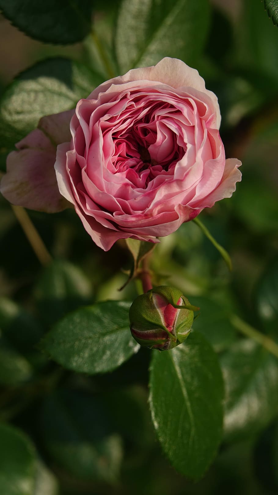 pink, ronsard, nature, spring, flower, flowering plant, beauty in nature HD wallpaper