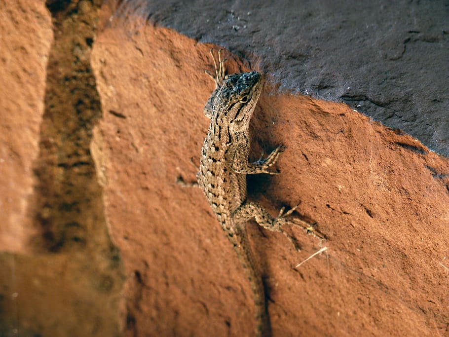 desert iguana, lizard, animal, scale, reptile, nature, animal themes HD wallpaper