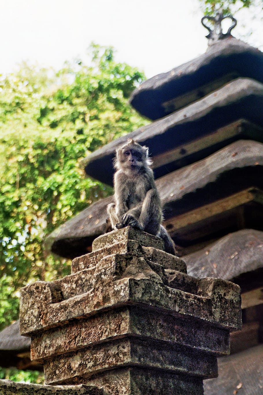 Monkey, Sit, Animal, Chef, Watch, Males, furry, monkey males HD wallpaper